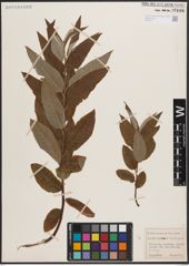 Foto von Salix caprea L. x Salix viminalis L.